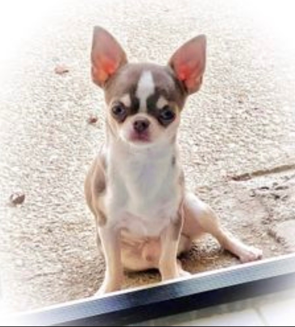 Trésor From Lasting Love