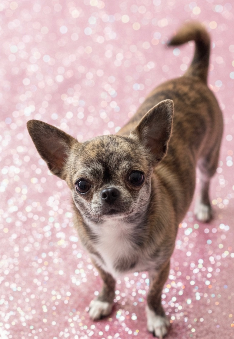 Virtuosa From Lasting Love