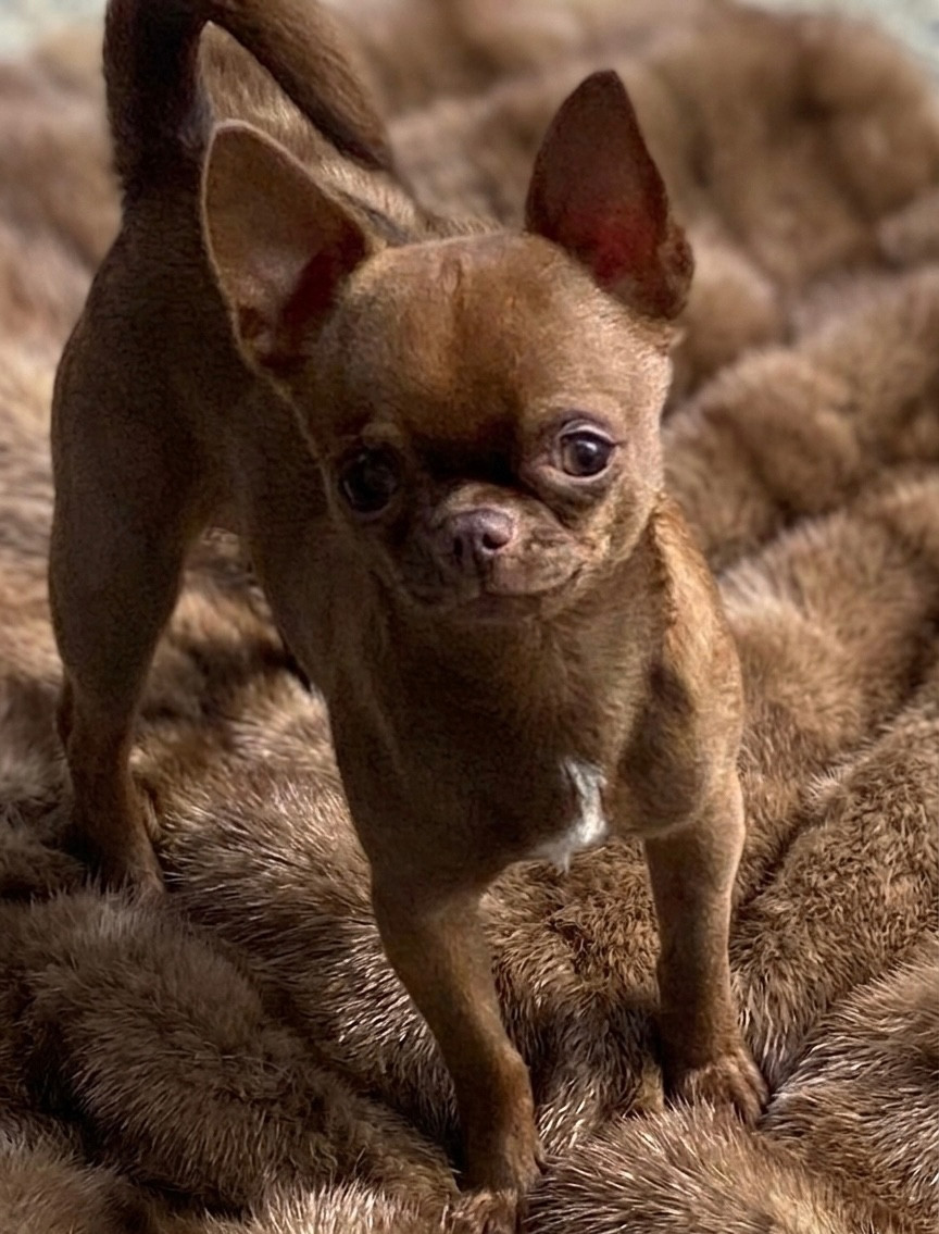 My Little Totem Shoconut