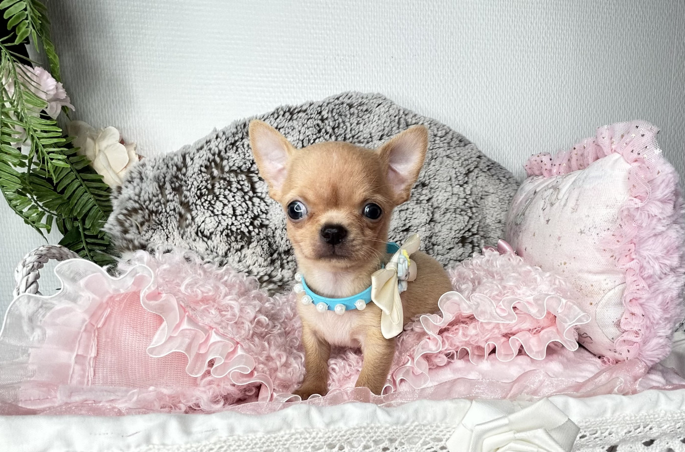 From Lasting Love - Chiots disponibles - Chihuahua