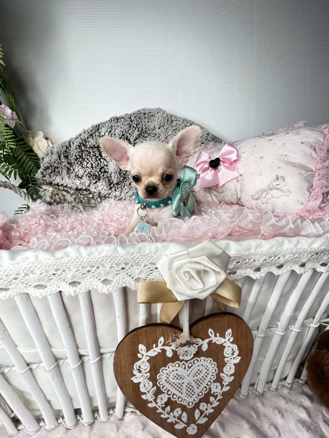 From Lasting Love - Chiots disponibles - Chihuahua