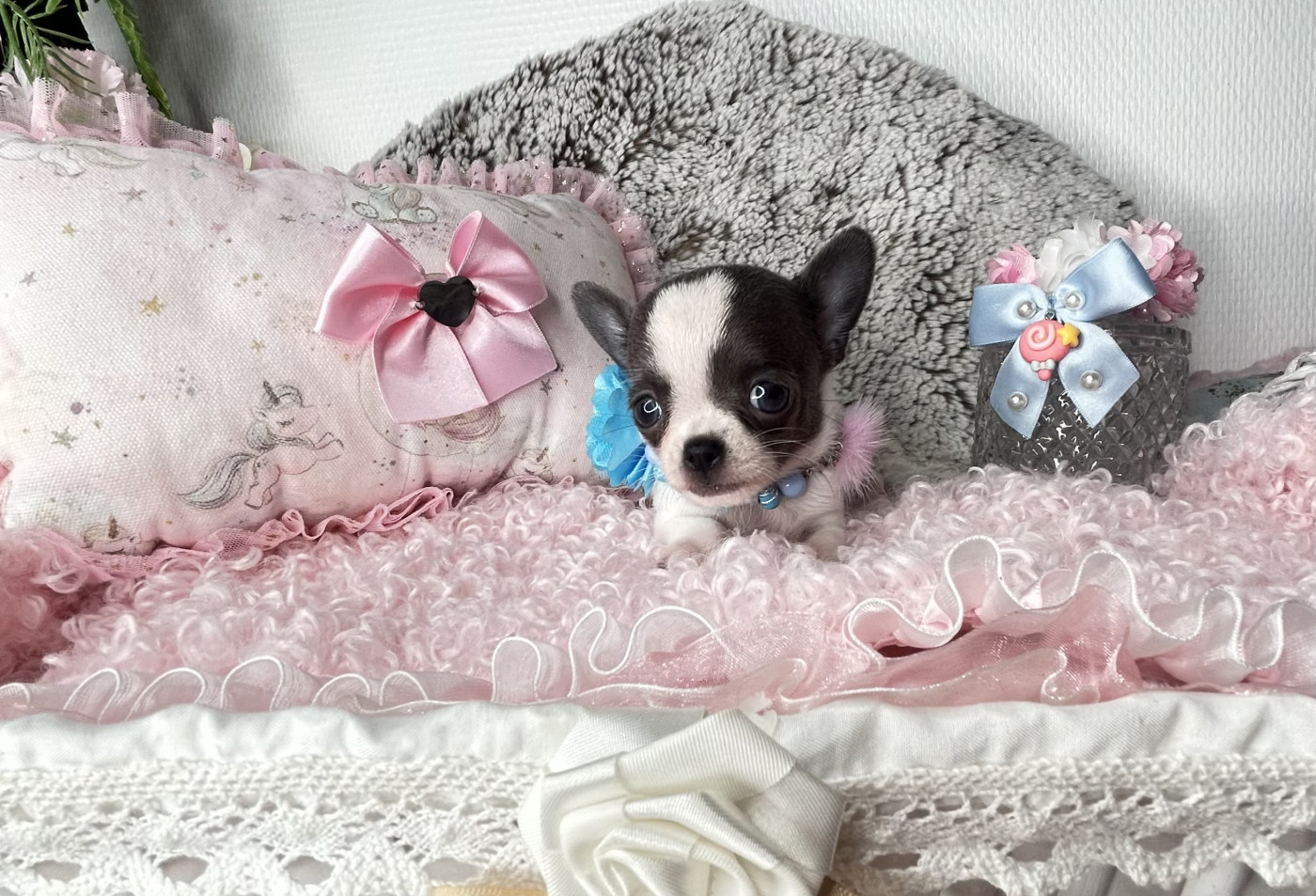 From Lasting Love - Chiots disponibles - Chihuahua