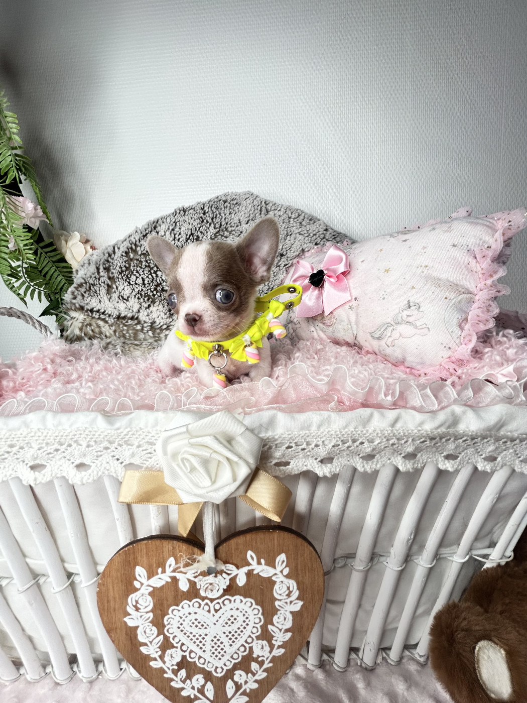 From Lasting Love - Chiots disponibles - Chihuahua