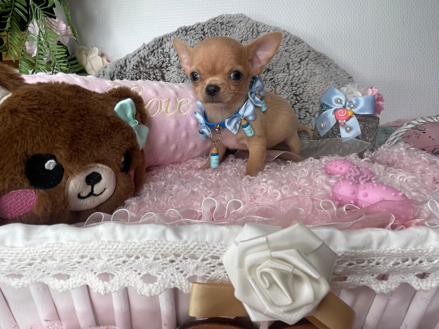From Lasting Love - Chiots disponibles - Chihuahua