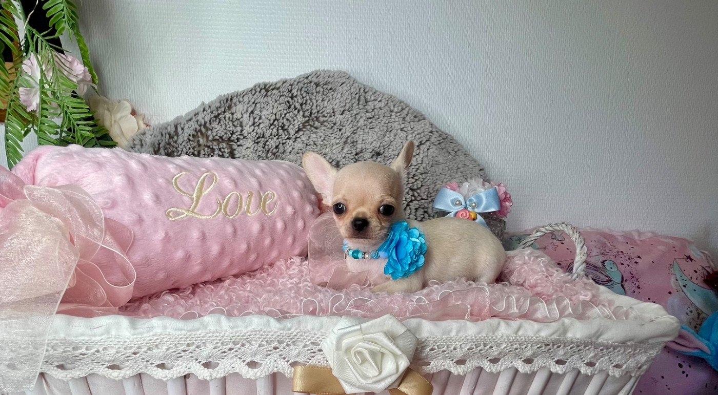 From Lasting Love - Chiots disponibles - Chihuahua
