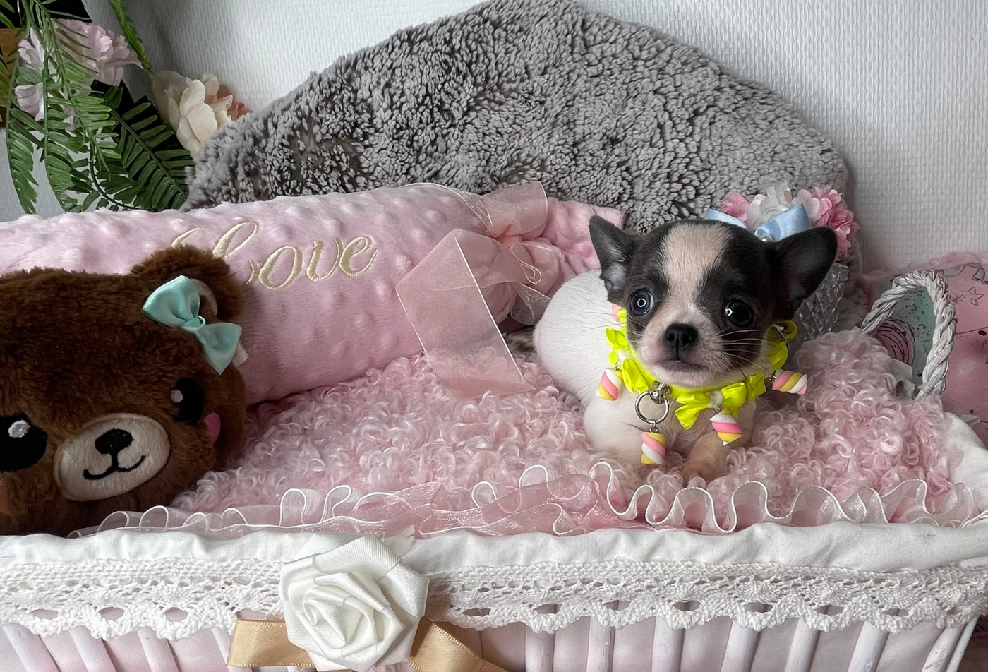 From Lasting Love - Chiots disponibles - Chihuahua